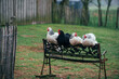Detailaufnahme von auf einer Bank sitzenden  schwarz weißen Hühnern auf einer kleinen bäuerlichen ökologischen Farm