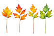 Sycamore leaves stems watercolor illustration, maple leaves, autumn season, red leaf, clipart for design element, for scrapbook, cutout on white background, card decoration