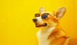yellow corgi wearing sunglasses while looking at yellow b3e8ef0f-ef06-4b8c-8c2d-98caf6949b7a