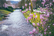 Blühende Magnolie über der Oos, Baden-Baden-Lichtentaler Allee