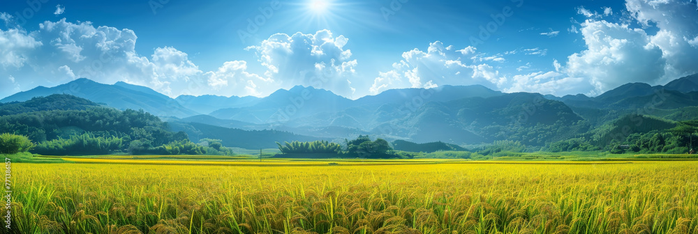 Yellow ripe rice fields, paddy fields panorama rice banner background ...