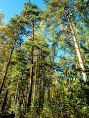 Wall Mural - sunny autumn morning in a mixed forest