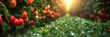Pear Trees Grow in Rows in a Green Orchard ,
Fruit farm with apple trees branch with natural apples on blurred background