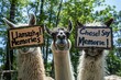 trio of llamas posing for a selfie, their signs reading 