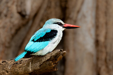 Wall Mural - Woodland kingfisher (Bosveldvisvanger) (Halcyon senegalensis) near the Levubu River in Kruger National Park at Crook’s Corner, Pafuri, Limpopo, South Africa