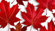 red maple leaves, red autumn leaves on transparent background.