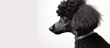 A black poodle, a carnivorous dog breed and companion dog, is sitting on a white background. This water dog from the Sporting Group has a side glance, showcasing its snout and whiskers