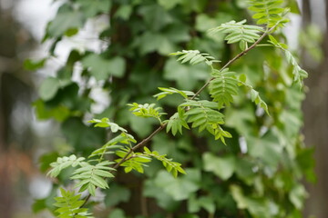 Wall Mural - leaves on a branch in spring waalre