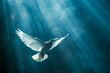 White dove representing the holy spirit, with rays of light.