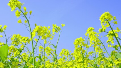 Wall Mural - rapeseed flower swinging from the wind under the blue sky in springtime.