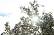 magnolie baum blüte himmel sonne