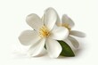 A close-up view of a Jasmine flower separated from its background, presented on a white surface, Generative AI 