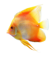 A solitary goldfish set against a white backdrop







