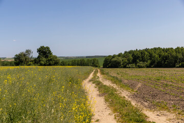 Wall Mural - a road in a field with agricultural plants in summer