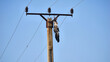 white stork hanging at electricity pylon killed by high voltage line
