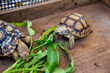 selective focus Leopard tortoise. High-angle little turtle-eating morning glory