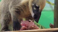 A Small Brown Animal Is Eating A Piece Of Meat. The Animal Is In A Cage And He Is Enjoying Its Meal