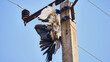 white stork hanging at electricity pylon killed by high voltage line

