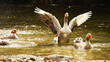 goose with spread out wings in water
