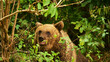 portrait of a strong brown bear in the carpathians of romania
