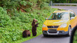 begging young bear in carpathians standing upright close to a car
