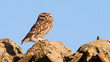 little owl, Athene noctua, sitting on roof brick in evening sun