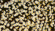 daisies flower carpet