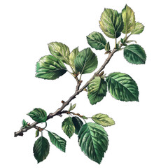 Wall Mural - hazel alder leaf