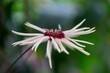 Delicate white flower with a vibrant red centre blooming in a lush green garden