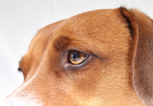 Dog Eye Close Up. Cute Puppy Dog Head Shot With Frowning With Wrinkles. Eyesight Or Eye Vision For Dogs Concept. 2 Years Old Female Harrier Mix Dog. Selective Focus.