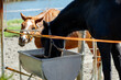 dwa konie w zagrodzie piją wodę