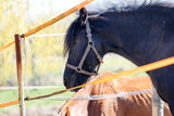 Fototapeta  - głowa czarnego konia w zagrodzie
