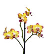 indoor plant yellow orchid on white background