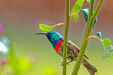 Fototapeta Tęcza - Brightly colored Southern Double-collared Sunbird perched on plant stem in a garden in the arid Little Karoo, Western Cape, South Africa