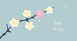 Vector Sakura branch- spring banner concept, background