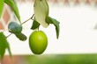 Jujube fruit on tree with blurry background. Another name is indian jujube, indian plum or chinese apple.Apel futsa