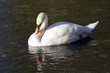 Swan swimming on the River Coln, Gloucestershire England