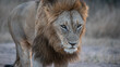 Löwe schreitet durch die Savanne, die Großaufnahme zeigt das Tier von vorne