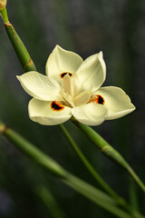 Wall Mural - Closeup of Dietes bicolor flower on dark background