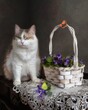 Curious kitty near the basket of violet  flower