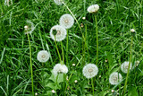 Fototapeta Dinusie - White dandelions in the grass.