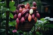 a lush cacao plantation with vibrant pods hanging from the treesCapture the natural beauty and abundance of cacao group pods on the plant trees.