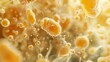 A close up of a bunch of yellowish blobs with a fuzzy texture. The blobs are all different sizes and shapes, but they all have a similar color and texture. The image has a somewhat chaotic