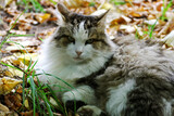 Fototapeta Dinusie - The cat lies among the bright fallen autumn leaves.