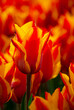488-22 Tulip Flames