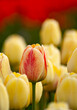 488-17 Tulip Blend
