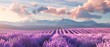 lavender on a background of blue sky with clouds.  space for text or advertising