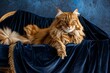 Majestic cat in a velvet cloak elegance personified against a deep blue background copyspace for stories of feline nobility