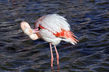 Canvas Print - Toilette du flamant rose