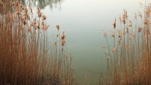 Dry Golden Reed Grass At Lake. Tranquility In Nature. Calm Water Surface. Natural Background. Handheld Video